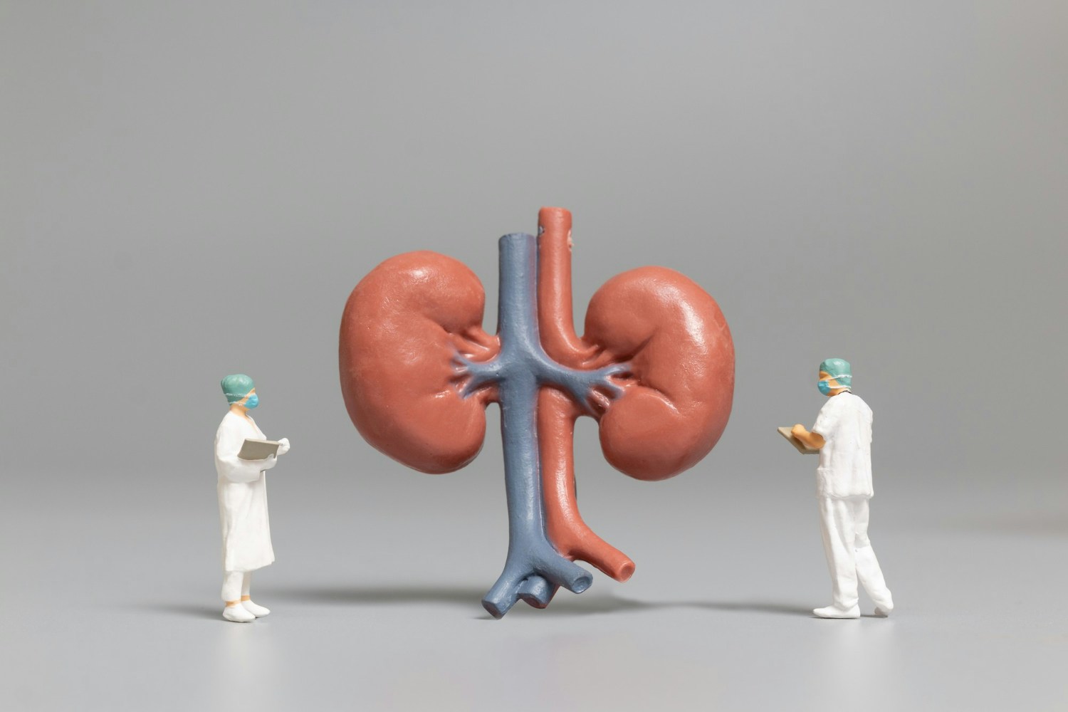 human kidney